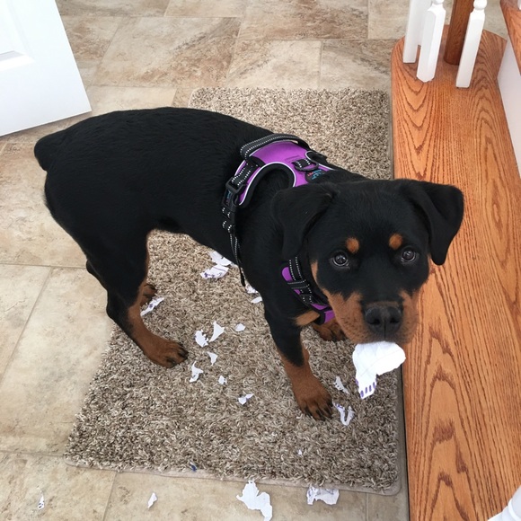 Meet your Posher, Jenni - Picture 5 of 5